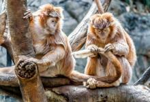 人工智能用于識(shí)別野外的靈長類動(dòng)物面孔