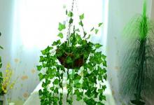 壁花如何演變成互補的植物防御對