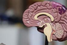 科學家重新編程關鍵免疫細胞以攻擊致命的腦癌