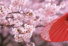 日常生活：關于櫻花最出名的詩句有哪些
