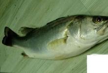 日常生活：常見(jiàn)的海魚(yú)你認(rèn)識(shí)多少