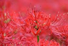 日常生活：家里千萬(wàn)不能養(yǎng)的6種花有哪些