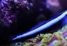 日常生活：醫(yī)生魚為什么能治病