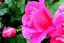 日常生活：月季花扦插時(shí)間和方法是什么