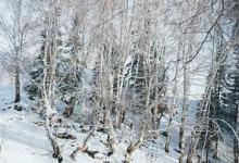 日常生活：大雪過(guò)后為什么會(huì)覺(jué)得格外寂靜