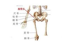 日常生活:股骨頭在人體的哪個位置及作用