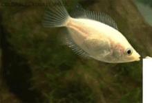 日常生活:接吻魚(yú)為什么會(huì)接吻