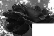 日常生活：黑玫瑰花語(yǔ)是什么