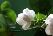 日常生活:茉莉花的養(yǎng)殖方法和注意事項是什么