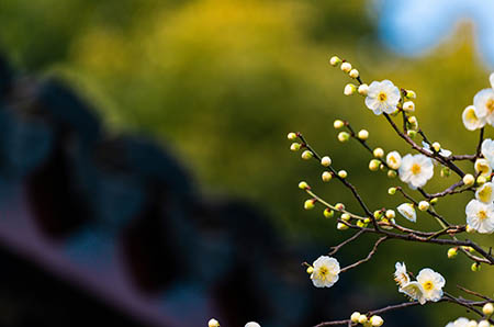 幼兒園花朵水仙簡(jiǎn)筆畫1