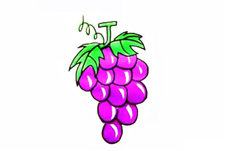 葡萄彩色簡(jiǎn)筆畫(huà)的畫(huà)法4