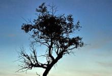 日常生活：南柯一夢(mèng)中的南柯指的是什么
