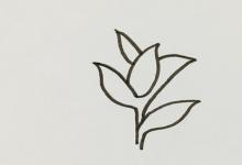 茶樹如何畫簡筆畫？