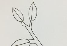 冬青簡(jiǎn)筆畫(huà)顏色