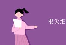 教育資訊：根尖細(xì)胞有葉綠體嗎