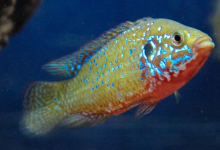 孔雀魚的馬賽克大腦進(jìn)化有助于解釋脊椎動(dòng)物的認(rèn)知進(jìn)化