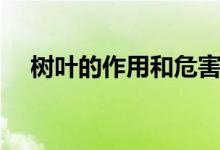 樹(shù)葉的作用和危害是什么（樹(shù)葉的作用）