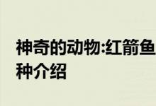 神奇的動(dòng)物:紅箭魚的風(fēng)水學(xué)應(yīng)用-紅箭魚的品種介紹