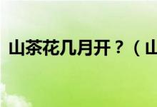 山茶花幾月開？（山茶花的3大別名和由來）