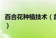 百合花種植技術（盆栽百合花最全的種植方法）