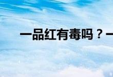 一品紅有毒嗎？一品紅可以放在臥室嗎