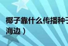 椰子靠什么傳播種子的（椰子樹怎么都生長在海邊）