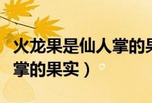 火龍果是仙人掌的果實(shí)嗎（火龍果是不是仙人掌的果實(shí)）