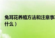 兔耳花養(yǎng)殖方法和注意事項(xiàng)（兔耳花養(yǎng)殖方法和注意事項(xiàng)是什么）