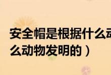 安全帽是根據什么動物發(fā)明（安全帽是根據什么動物發(fā)明的）