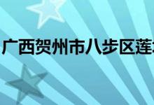 廣西賀州市八步區(qū)蓮塘鎮(zhèn)文坡小學的地址在哪