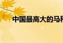 中國(guó)最高大的馬種（體型最大的馬種）