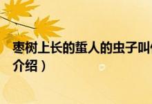 棗樹上長(zhǎng)的蜇人的蟲子叫什么（棗樹上長(zhǎng)的蜇人的蟲子簡(jiǎn)單介紹）