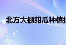 北方大棚甜瓜種植技術(shù)（需要注意這幾點(diǎn)）