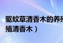 驅(qū)蚊草清香木的養(yǎng)殖方法與注意事項（如何養(yǎng)殖清香木）