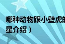 哪種動(dòng)物跟小壁虎的尾巴一樣有再生功能（海星介紹）
