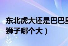 東北虎大還是巴巴里獅子大（東北虎大巴巴里獅子哪個大）