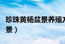 珍珠黃楊盆景養(yǎng)殖方法（怎樣養(yǎng)殖珍珠黃楊盆景）