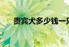 貴賓犬多少錢(qián)一只（價(jià)格是怎么定的）