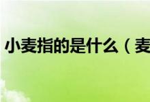 小麥指的是什么（麥麩網(wǎng)絡(luò)用語是什么意思）