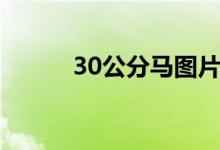 30公分馬圖片（30公分有多長(zhǎng)）