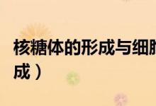 核糖體的形成與細胞核有關系嗎（核糖體的形成）
