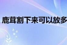 鹿茸割下來(lái)可以放多久（鹿茸割下來(lái)鹿疼嗎）