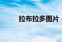 拉布拉多圖片（拉拉的習性介紹）