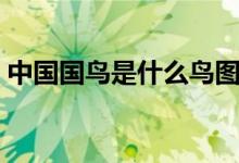 中國(guó)國(guó)鳥(niǎo)是什么鳥(niǎo)圖片（中國(guó)國(guó)鳥(niǎo)是什么鳥(niǎo)）