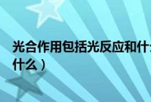 光合作用包括光反應(yīng)和什么反應(yīng)（光合作用的反應(yīng)和過(guò)程是什么）