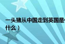 一頭豬從中國(guó)走到英國(guó)是什么（有一頭豬從中國(guó)走到英國(guó)叫什么）