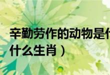 辛勤勞作的動物是什么生肖(勤勞的動物是指什么生肖)