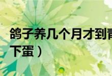 鴿子養(yǎng)幾個(gè)月才到青年期（鴿子養(yǎng)幾個(gè)月才會(huì)下蛋）