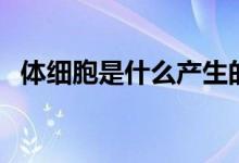 體細(xì)胞是什么產(chǎn)生的（體細(xì)胞是什么意思）