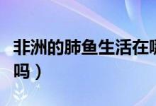 非洲的肺魚生活在哪個(gè)氣候（非洲的肺魚能吃嗎）
